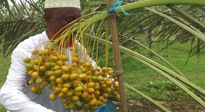 নাটোরে সৌদি খেজুর চাষে গোলাম নবীর সাফল্য! নাটোরে সৌদি খেজুর চাষে গোলাম নবীর সাফল্য!